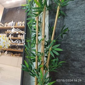 تصویر شاخه ی بامبو 16150 