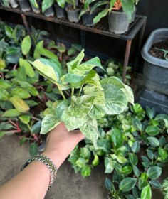 تصویر پتوس منجولا نشایی 