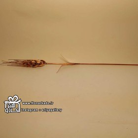 تصویر گل گندم مسی 