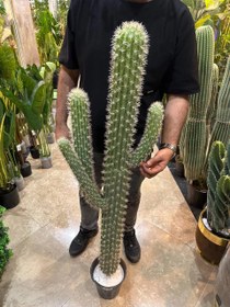 تصویر کاکتوس مصنوعی بزرگ 