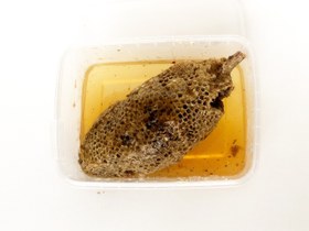 تصویر عسل وحشی جنوب 