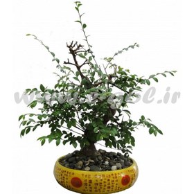 تصویر بن سای نارون 