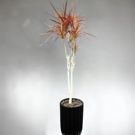 تصویر گیاه نخل دراسینا 