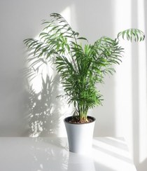 تصویر نخل شامادورا (سایز نشایی) 