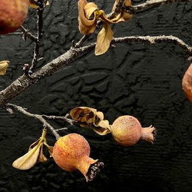 تصویر شاخه انار 