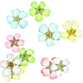 تصویر گل خشک اسپیره رنگی 