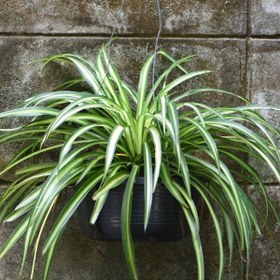 تصویر گل گندمی 