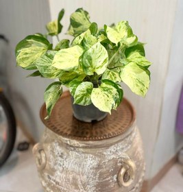 تصویر پتوس منجولا 