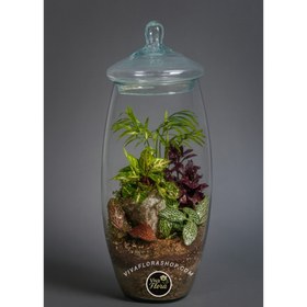 تصویر تراریوم خمره ای 