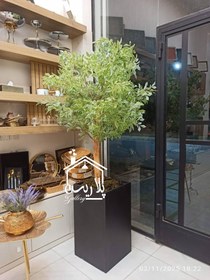 تصویر درختچه بنجامین 16248 