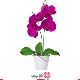 تصویر گلدان ارکیده بنفش 