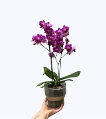 تصویر گلدان ارکیده مینیاتوری بنفش 