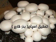 تصویر تحقیق اسپان( بذر قارچ ) 