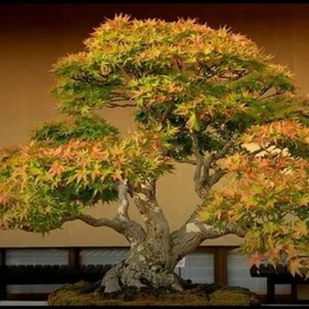 تصویر بذر افرا سبز ژاپنی 