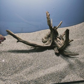 تصویر رییشه آبنوس کد 1000 ارسال این ریشه رایگان می باشد