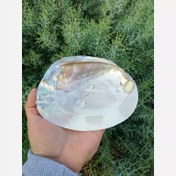 تصویر صدف مروارید ساز بزرگ براق 