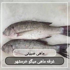 تصویر ماهی صبیتی یا جهرو سایز متوسط تازه و صید روز (پک یک کیلویی) بسیار خوشمزه و لذیذ مناسب برای سرخ کردن 