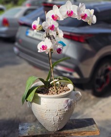 تصویر گلدان ارکیده کد 711 Orchid Flower Pot