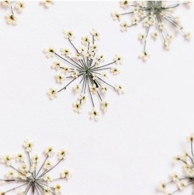 تصویر گل خشک شوکران 