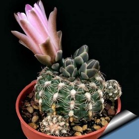 تصویر بذر کاکتوس ژمینو بروچی 