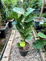 تصویر فیکوس لیراتا گلخانه بهارنارنج - سطل 4 Ficus lyrata flower