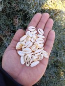 تصویر صدف گور برش خورده - 100 عدد / 1.6 سانتی متر(16 میلیمتر) 