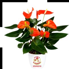 تصویر خرید آنتوریوم گل نارنجی با ارسال سریع | زیبایی خیره‌کننده در کوتاه‌ترین زمان Anthurium Red Flowers