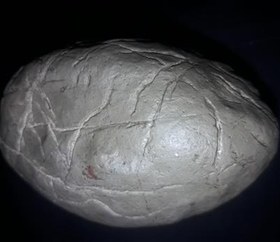 تصویر فسیل کمیاب ب 