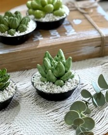 تصویر کاکتوس سرامیکی - 12888 