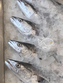 تصویر شیر ماهی صید قلاب 