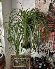 تصویر مراقبت از گیاه لیندا برای رشد بهتر و بیشتر 