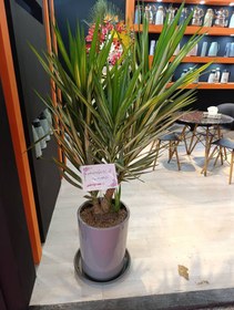 تصویر گلدان یوکا ابلق کد A63 