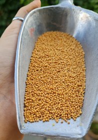 تصویر دانه خردل 