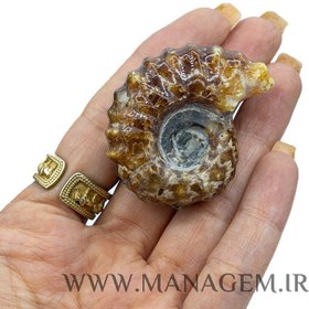 تصویر راف فسیل آمونیت 