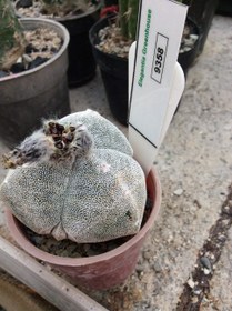 تصویر بذر کاکتوس آستروفیتوم 3 پر میروستیگما چروک ژاپن ELG.9358 - بسته 10 عددی Astrophytum myrio. tricostatum Fukuryu .F1 – Japan Sankaku ELG.9358