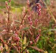 تصویر بذر علف هفت بند آبزی Persicaria lapathifolia 