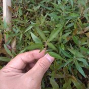 تصویر گیاه آبزی آکواریوم پلنت آلترنانترا رینکی مینی Alternanthera Reineckii Mini (پک 4 شاخه) 