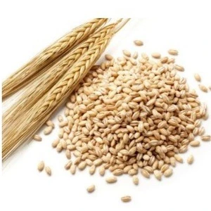 تصویر فروشگاه مواد غذایی دایی