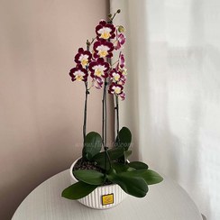 تصویر گیاه ارکیده آپارتمانی رنگی ۳ شاخه 