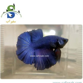 تصویر ماهی فایتر هافمون آبی 