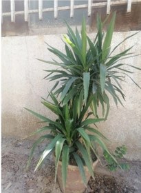 تصویر گلدون یوکا 