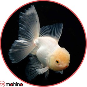 تصویر ماهی گلدفیش اوراندا وایت کپ 