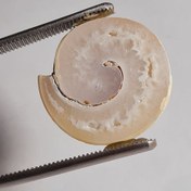 تصویر فسیل گاستروپود آگاتیزه 