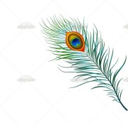 تصویر وکتور پر طاووس 