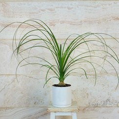 تصویر لیندا پافیلی گیاه آپارتمانی با گلدان پلیمری 