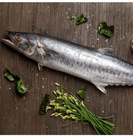 تصویر ماهی شیر ۵ کیلوگرم 