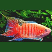 تصویر گورامی بهشتی 