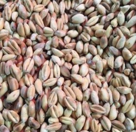 تصویر گندم بوداده بی نمک1000 گرم 