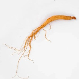 تصویر جنسینگ سفید 