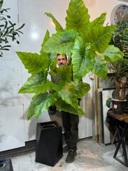 تصویر درختچه باباآدم سه تنه 18 برگ ارتفاع بدون گلدان 190 سانتی متر 